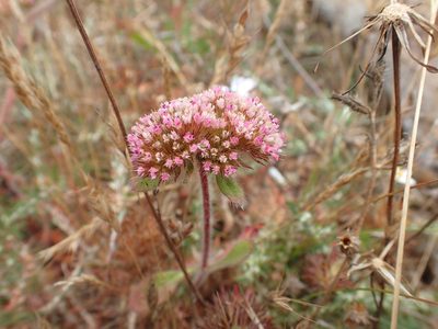 Chorizanthe valida, photographed by Scott Yarger