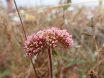 Chorizanthe valida, photographed by Scott Yarger