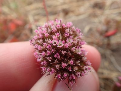 Chorizanthe valida, photographed by Scott Yarger