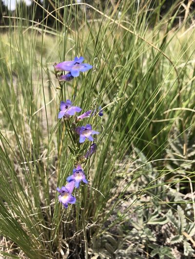 Penstemon oliganthus, photographed by Jess Mullins