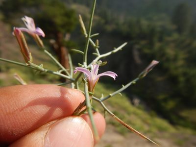 Pleiacanthus spinosus, photographed by stinger