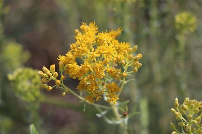Isocoma pluriflora, photographed by samlutfy