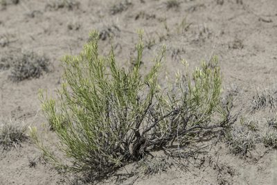 Lorandersonia baileyi, photographed by Craig Martin