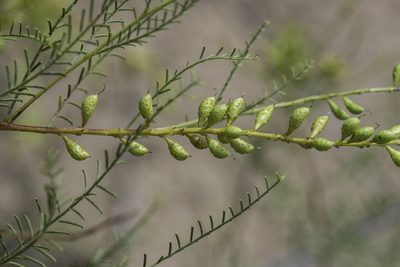 Parryella filifolia, photographed by Craig Martin