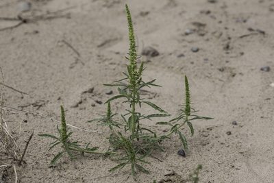 Amaranthus acanthochiton, photographed by Craig Martin