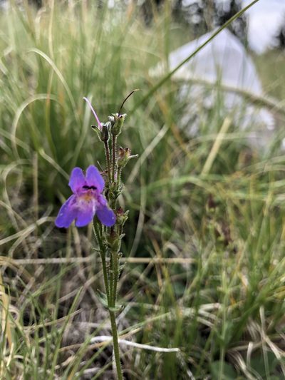 Penstemon oliganthus, photographed by Jess Mullins