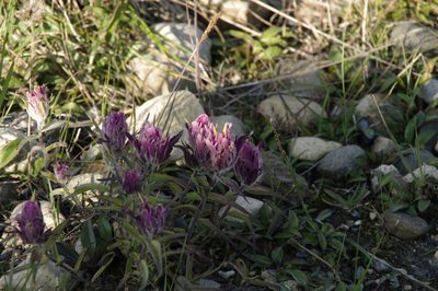 Castilleja elegans, photographed by Eric Knight