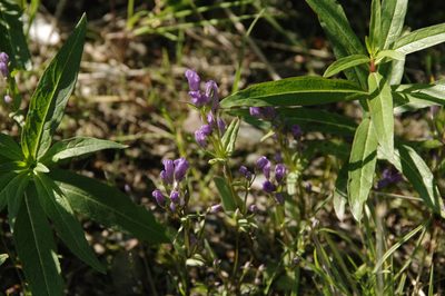 Gentianella propinqua, photographed by Eric Knight