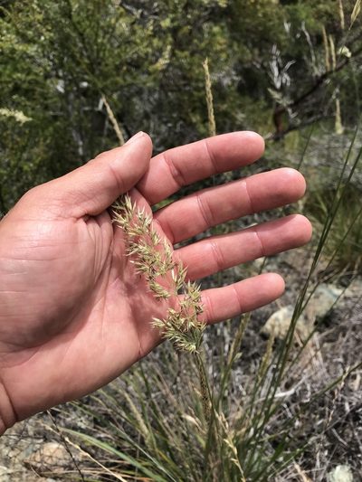 Calamagrostis ophitidis, photographed by Scott Yarger
