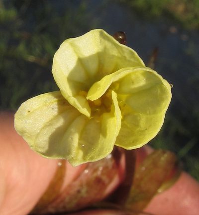 Ottelia ulvifolia, photographed by Robert Taylor