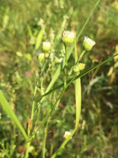 Erigeron glabellus, photographed by Mary Krieger