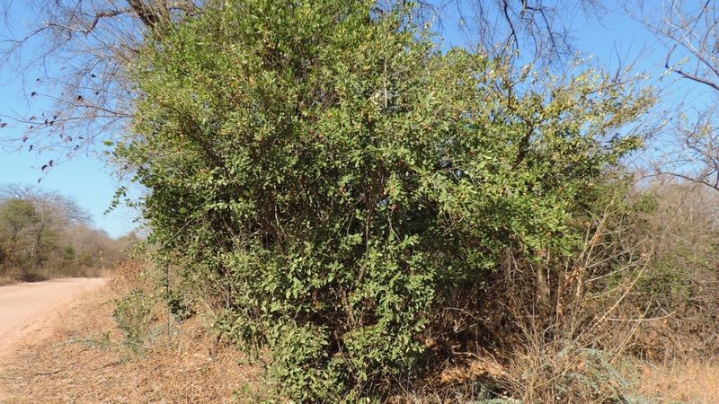 Boscia mossambicensis, photographed by i_c_riddell