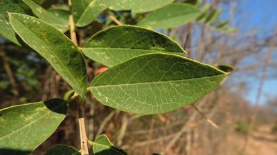 Boscia mossambicensis, photographed by i_c_riddell