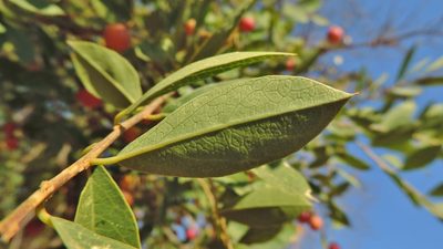 Boscia mossambicensis, photographed by i_c_riddell