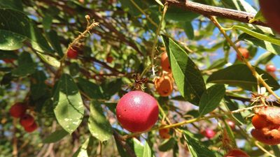 Boscia mossambicensis, photographed by i_c_riddell