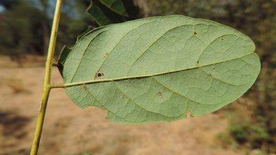 Aganope stuhlmannii, photographed by i_c_riddell
