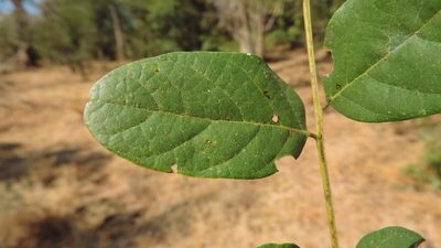 Aganope stuhlmannii, photographed by i_c_riddell
