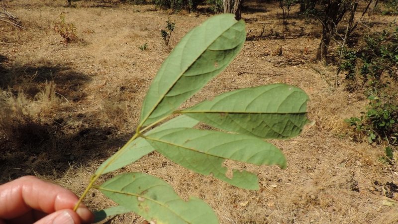 Aganope stuhlmannii, photographed by i_c_riddell