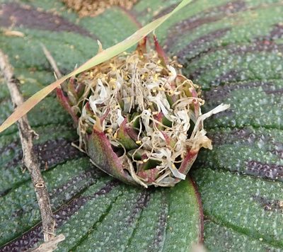 Massonia pustulata, photographed by Nicola van Berkel