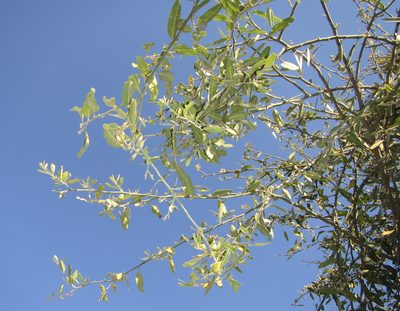 Capparis tomentosa, photographed by Robert Taylor