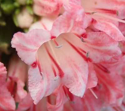 Lobostemon belliformis, photographed by Nicola van Berkel