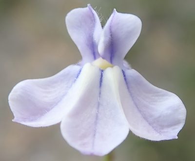 Lobelia capillifolia, photographed by Nicola van Berkel