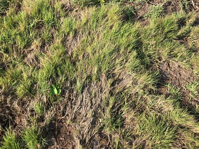 Zoysia sinica, photographed by Cheng-Tao Lin