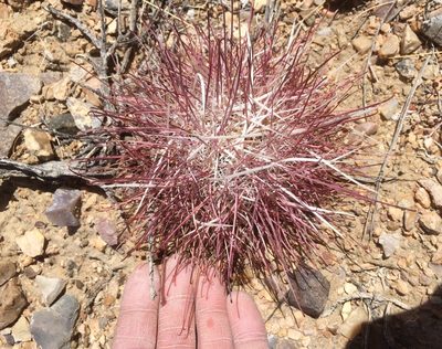 Sclerocactus polyancistrus, photographed by Marcus Tamura