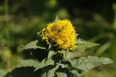 Solidago lepida, photographed by Eric Knight