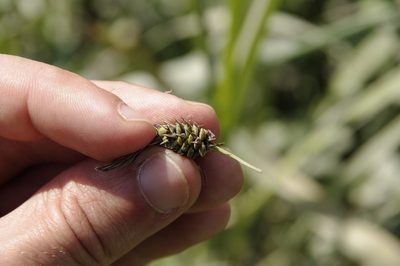Carex lyngbyei, photographed by Eric Knight
