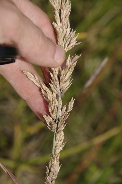 Arctopoa eminens, photographed by Eric Knight