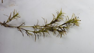 Najas flexilis, photographed by Norma Malinowski
