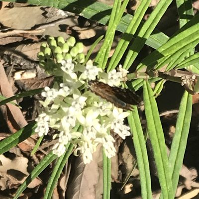 Asclepias angustifolia, photographed by Adriana Nelly Correa Sandoval