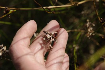 Juncus arcticus, photographed by Eric Knight