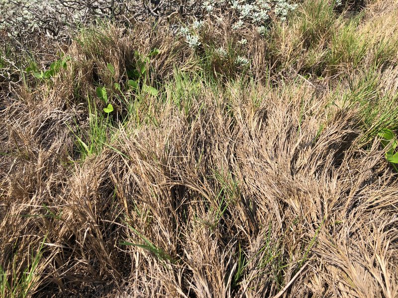 Zoysia sinica, photographed by Cheng-Tao Lin