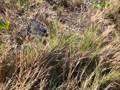 Zoysia sinica, photographed by Cheng-Tao Lin