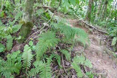 Asplenium gibberosum, photographed by Colin Meurk