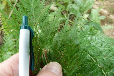 Asplenium gibberosum, photographed by Colin Meurk