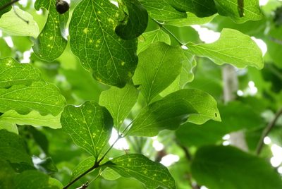 Cyclophyllum barbatum, photographed by Colin Meurk