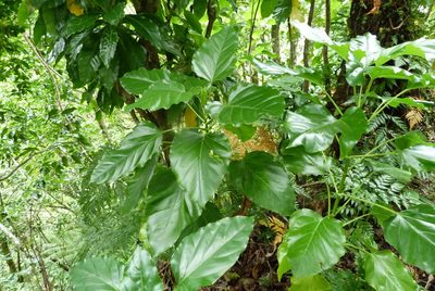 Fitchia speciosa, photographed by Colin Meurk