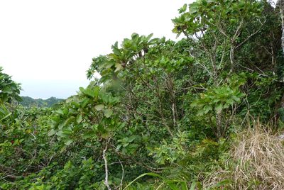 Fitchia speciosa, photographed by Colin Meurk
