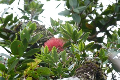 Metrosideros collina, photographed by Colin Meurk