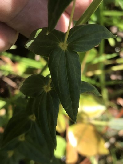 Lysimachia asperulifolia, photographed by Alan Weakley