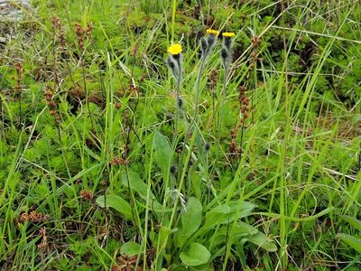 Hieracium triste, photographed by Matt Muir