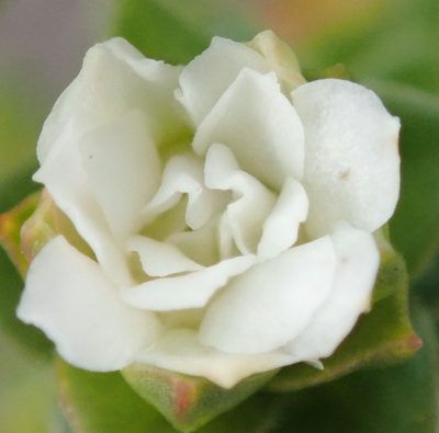 Diosma echinulata, photographed by Nicola van Berkel