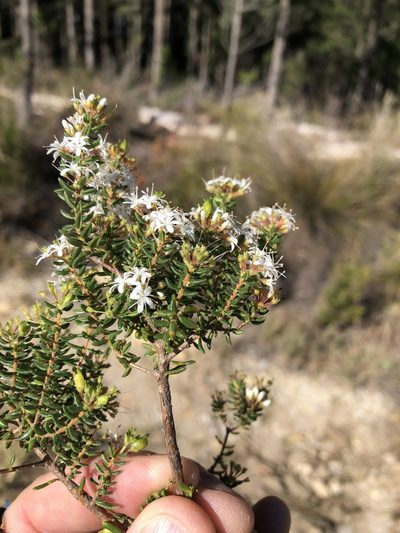 Agathosma blaerioides, photographed by Dave U