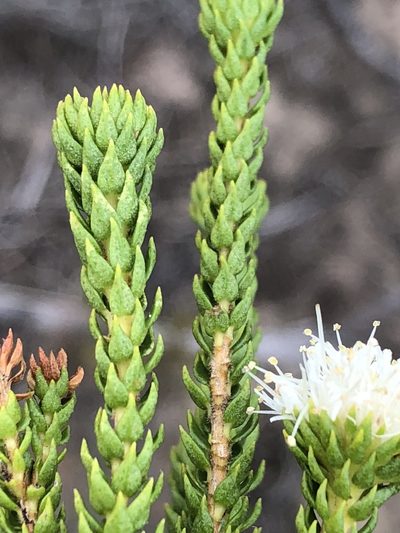 Agathosma scaberula, photographed by Dave U
