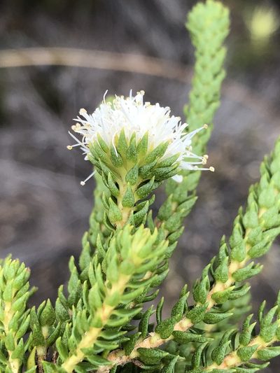 Agathosma scaberula, photographed by Dave U