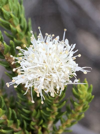 Agathosma scaberula, photographed by Dave U