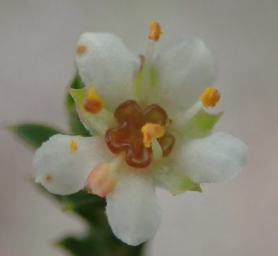 Diosma echinulata, photographed by Nicola van Berkel